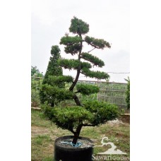 Lohansung (Podocarpus sp)